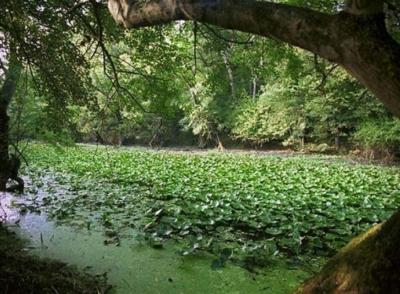 ROPOTAMO NATURE RESERVE – go back to nature 2